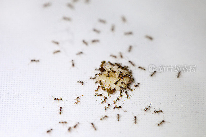 Tiny Ants